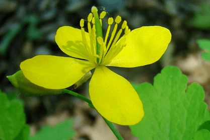 Papilloma tedavisi için kırlangıçotu çiçeği